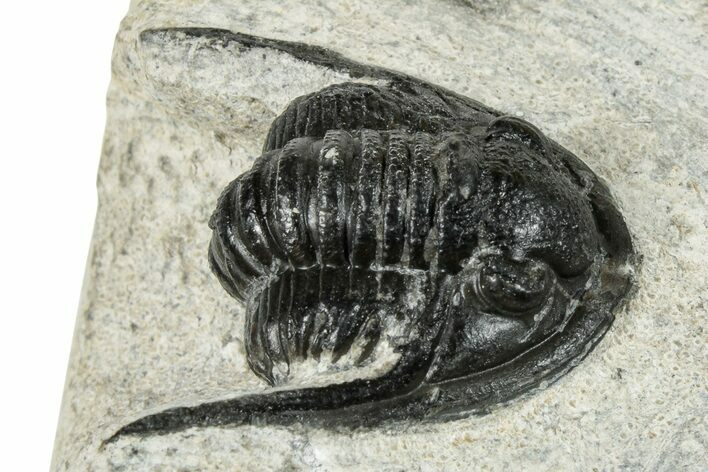 Bargain, Cornuproetus Trilobite Fossil - Morocco #249710